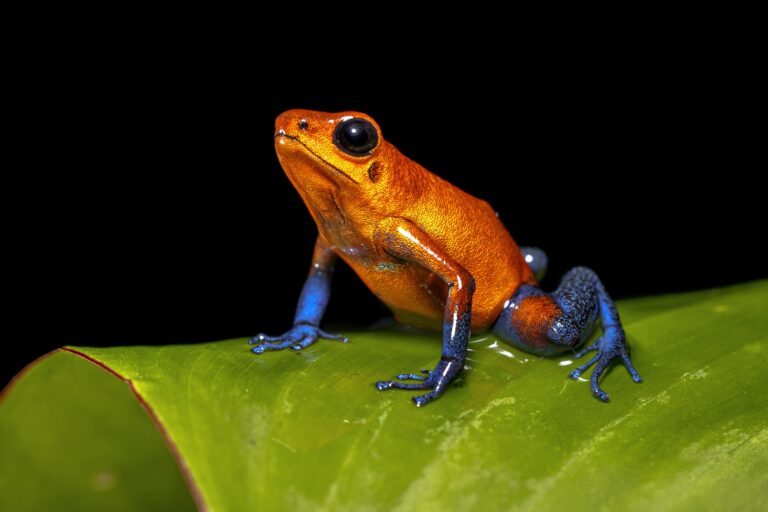 The loving poison dart frog