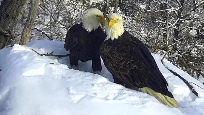 New Eagle Cam goes live