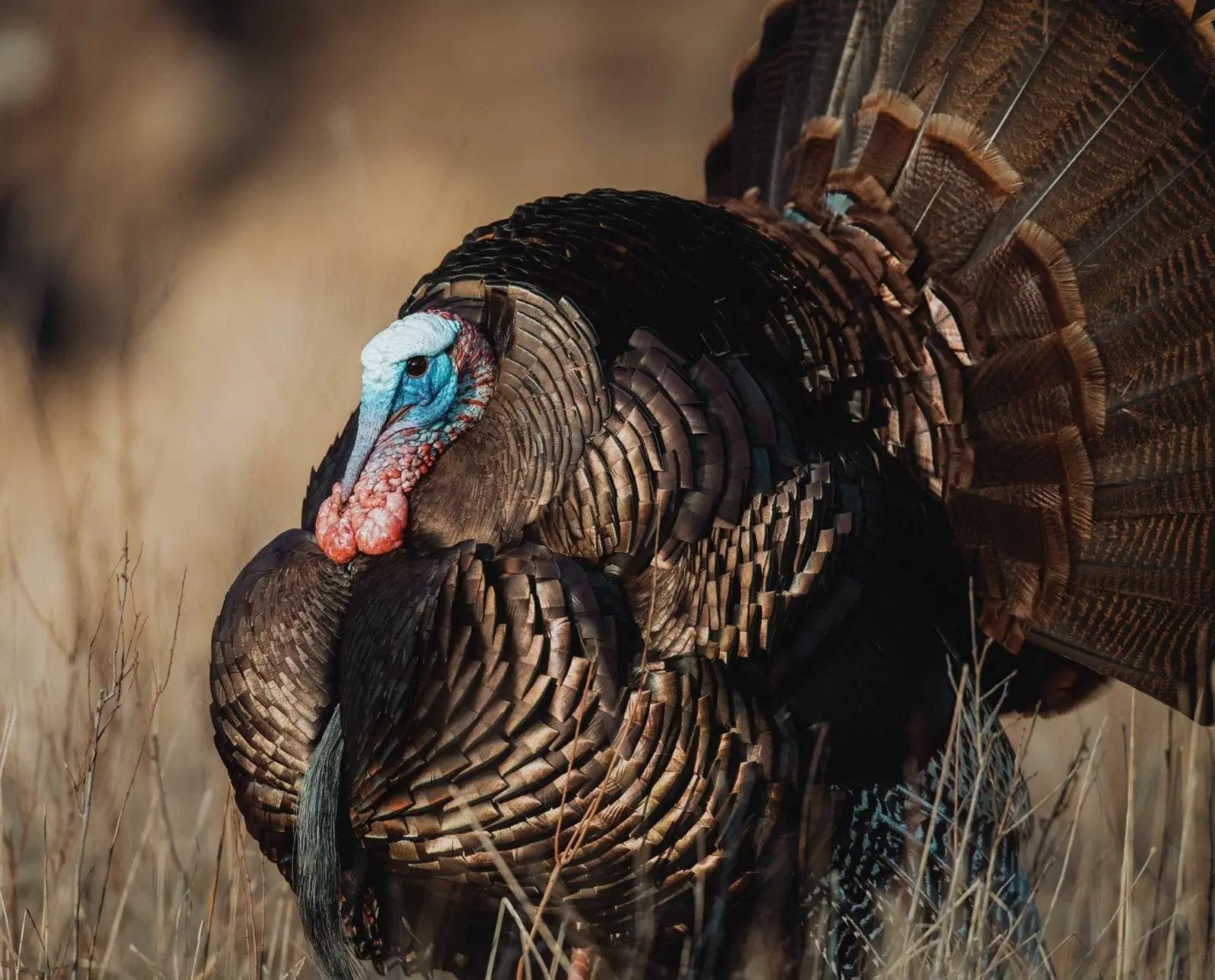 Pheasants Forever, DNR join to get new hunters in fields, forests Pheasants Forever, DNR join to get new hunters in fields, forests