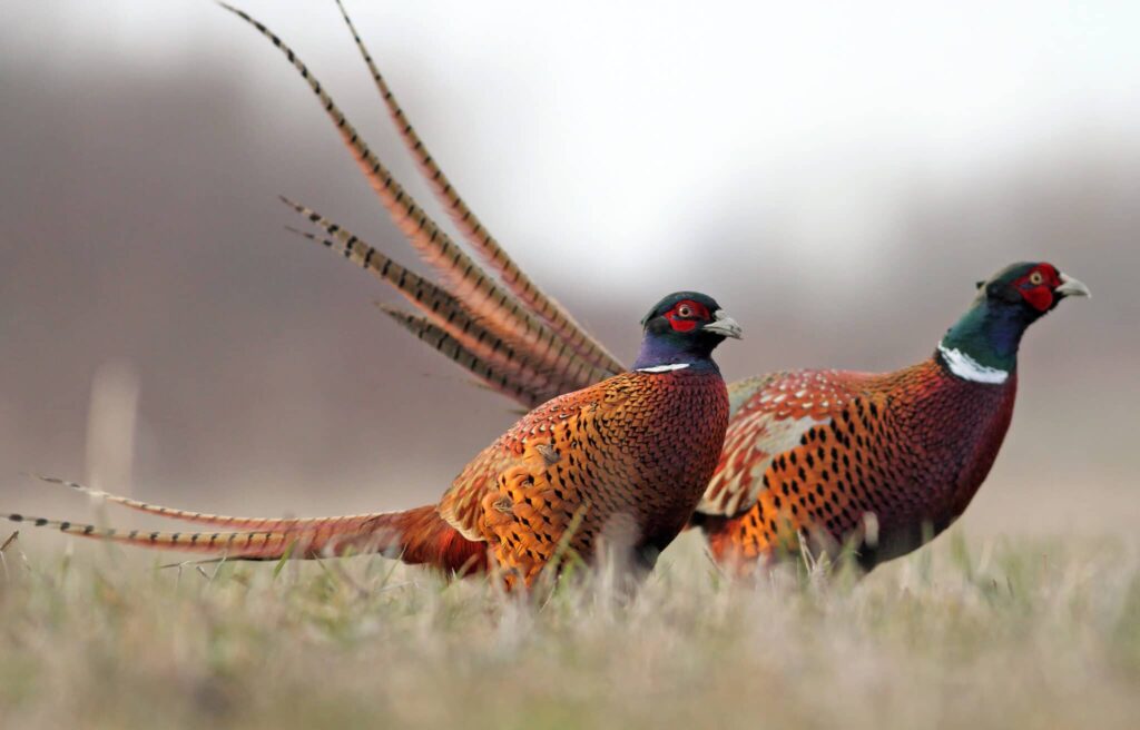 - Pheasants Forever